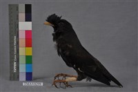 藏品(八哥)的圖片